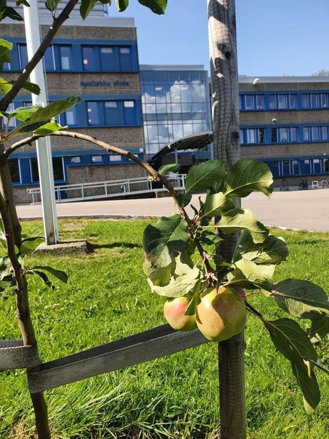 et tre med frukt som vokser på