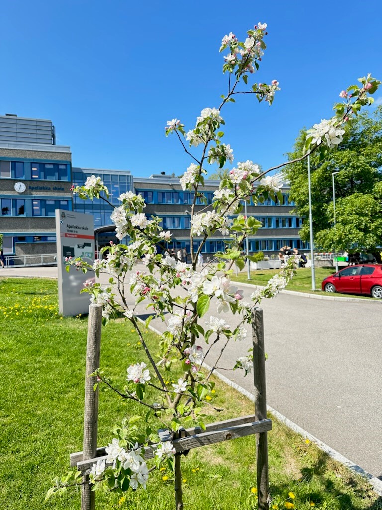 et tre med hvite blomster