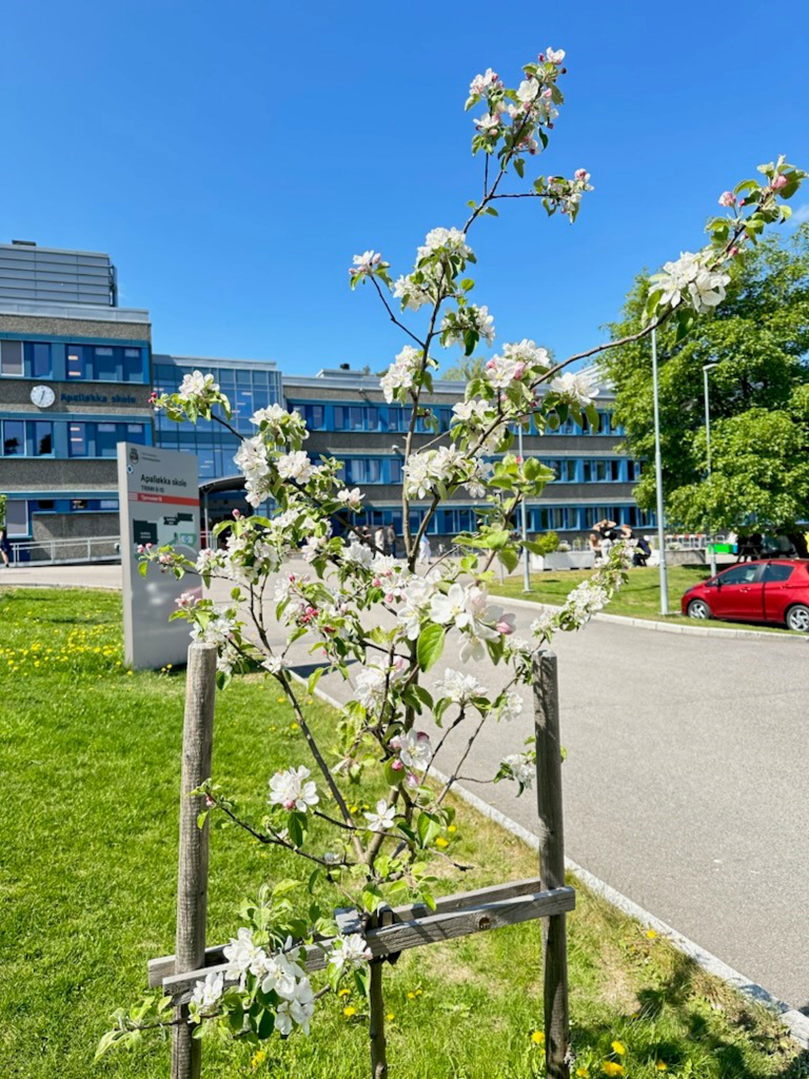 et tre med hvite blomster et tre med hvite blomster